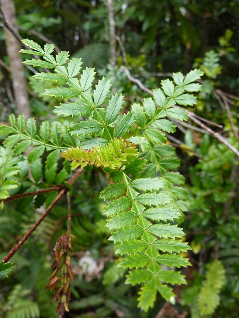 Carretera Austral