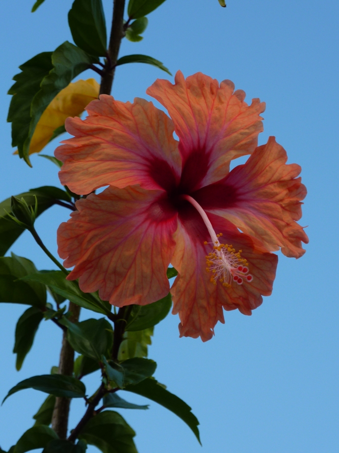 Nicaragua I