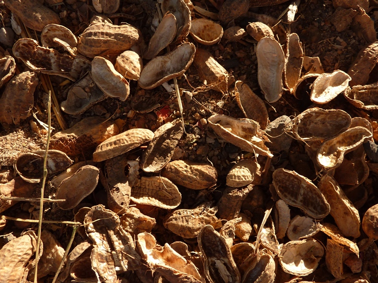Kamerun