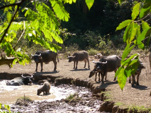 Laos