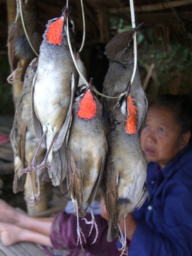 Laos