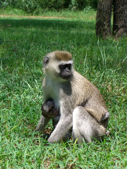 Serengeti/Ngorongoro