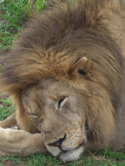 Serengeti/Ngorongoro