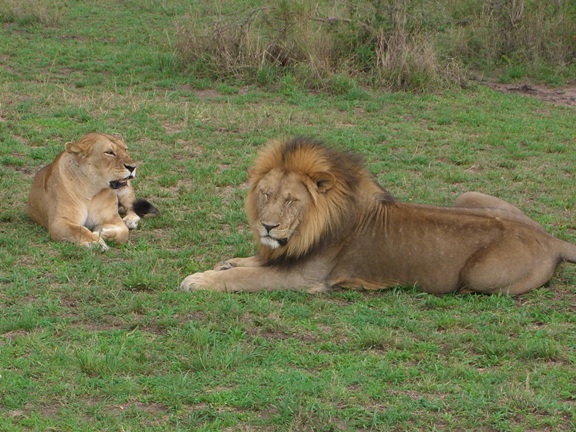 Serengeti/Ngorongoro