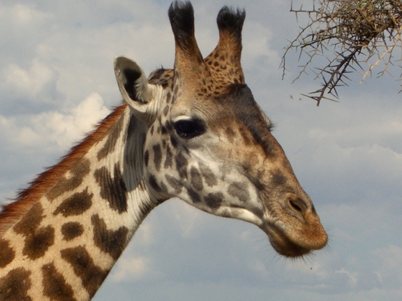 Serengeti/Ngorongoro