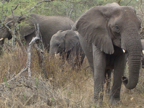 Serengeti/Ngorongoro