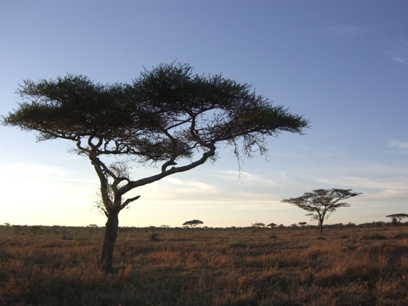 Serengeti/Ngorongoro