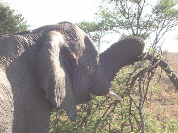 Serengeti/Ngorongoro