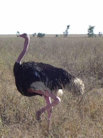 Serengeti/Ngorongoro