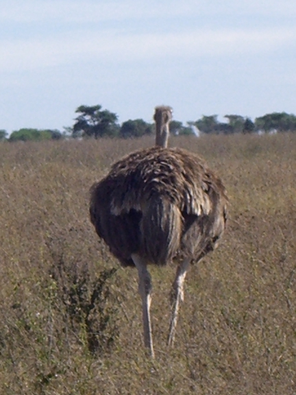 Serengeti/Ngorongoro