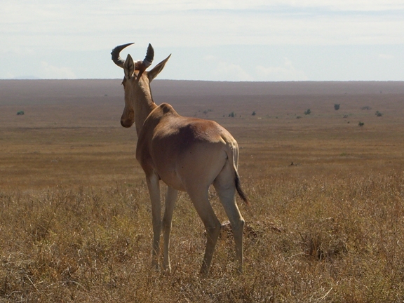 Serengeti/Ngorongoro