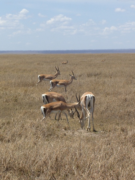Serengeti/Ngorongoro