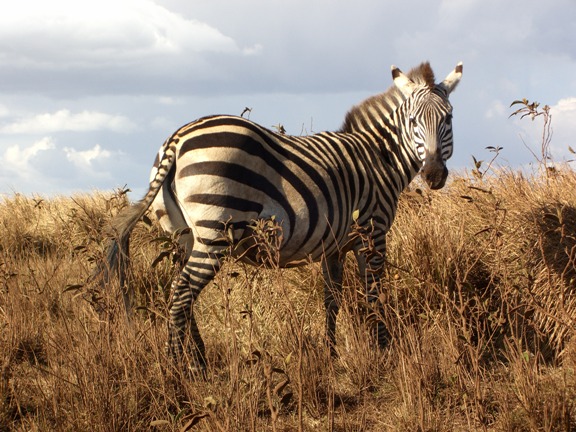 Serengeti/Ngorongoro