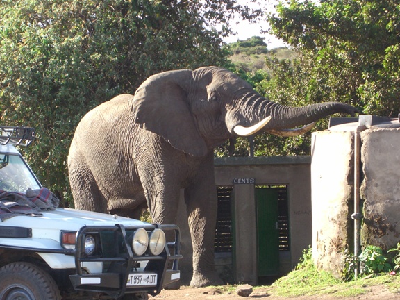 Serengeti/Ngorongoro