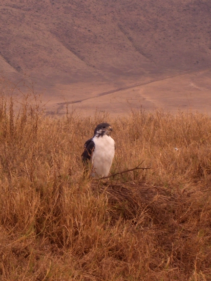 Serengeti/Ngorongoro