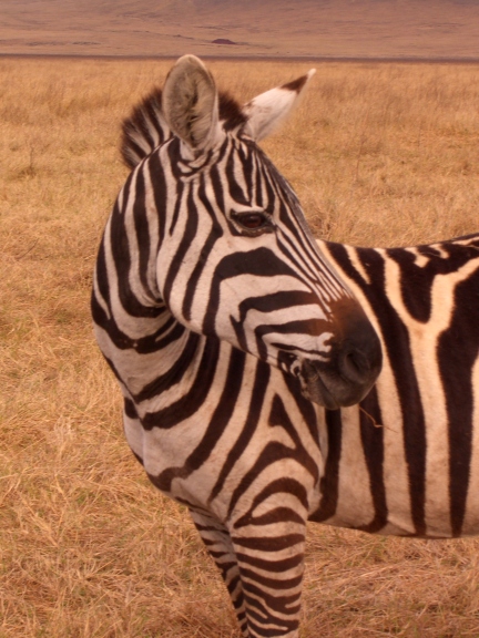 Serengeti/Ngorongoro