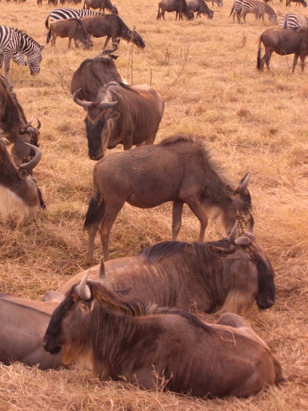 Serengeti/Ngorongoro