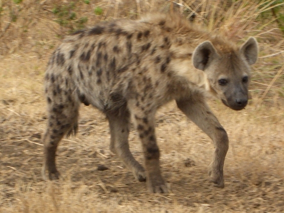 Serengeti/Ngorongoro