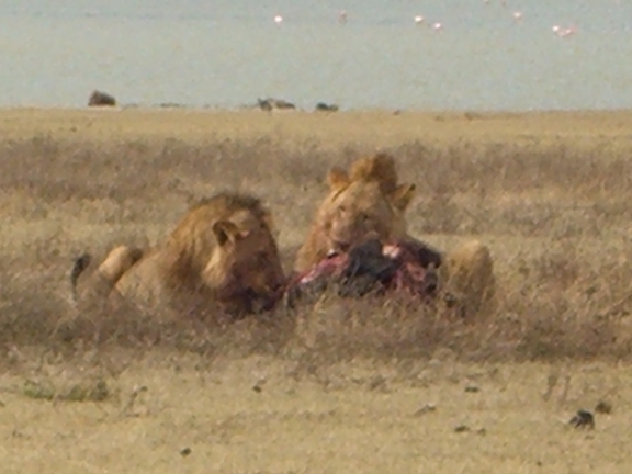 Serengeti/Ngorongoro