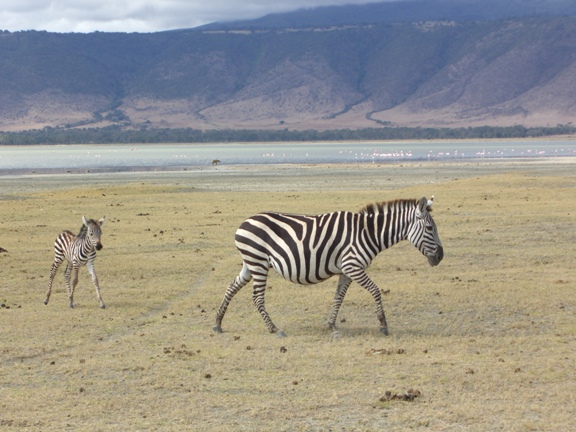 Serengeti/Ngorongoro