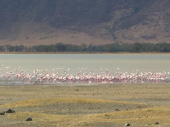 Serengeti/Ngorongoro