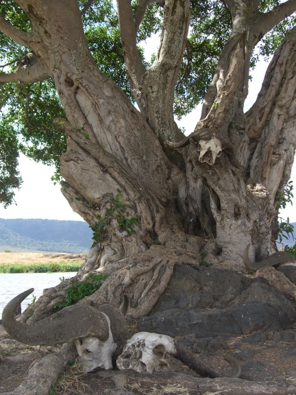 Serengeti/Ngorongoro